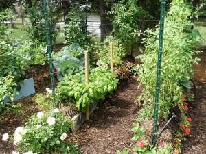 Vegetables growing in straw bales. Photo by GradyJames.