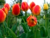 Tulips, Ecoyards, Seattle