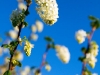 White flowering currant - Seattle, Ecoyards.