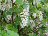 White flowering currant - Seattle, Ecoyards.
