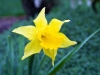 Daffodil - Seattle, Ecoyards.