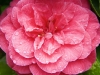 Camellia - Seattle, Ecoyards.