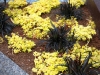 Golden Japanese Sedum interplanted with black mondo grass, West Seattle, Ecoyards