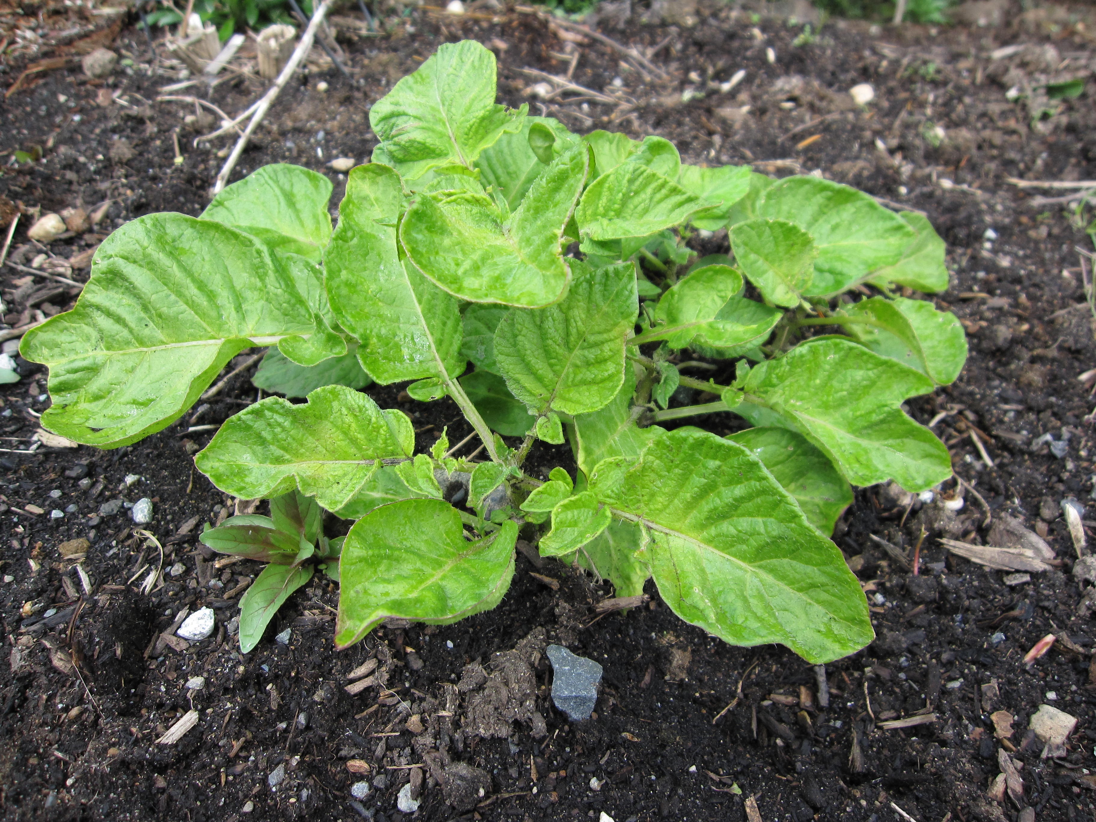 Growing Potatoes: What Does a Potato Plant Look Like? - PlantHD