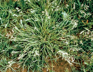 Poa annua - annual bluegrass weed | Ecoyards